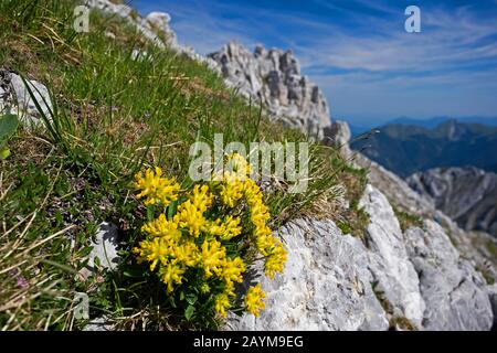 Niere vetch (Anthyllis vulneraria ssp. Alpicola, Anthylis vulneraria ssp. Alpestris), Blooming, Deutschland, Bayern Stockfoto