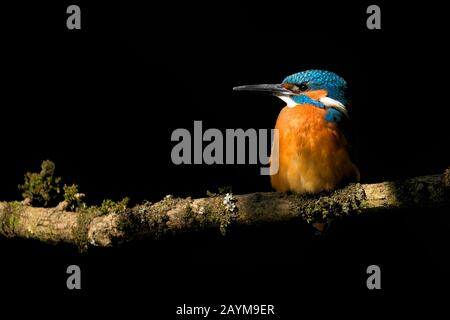 River Kingfisher (Alcedo atthis), Perching on a Branch, Side Glance, Belgien Stockfoto