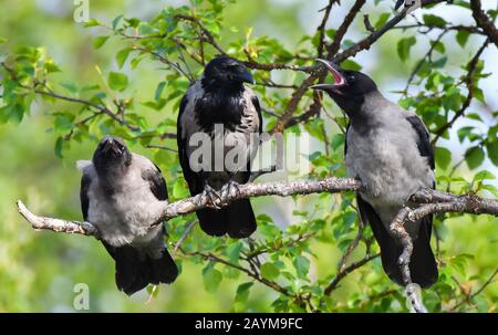 Krähe mit Kapuze (Corvus Corone Cornix, Corvus Cornix), mit zwei jungen Menschen, Norwegen, Troms Stockfoto