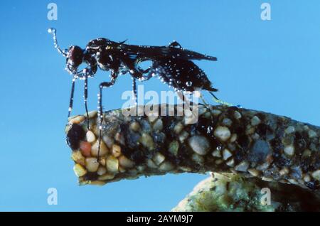 Koecherfliegen-Schlupfwespe (Agriotypus armatus, Agriotypus anomoris), Weibchen unter Wasser, das Eier in den Fall einer Caddisfly legt, Deutschland Stockfoto