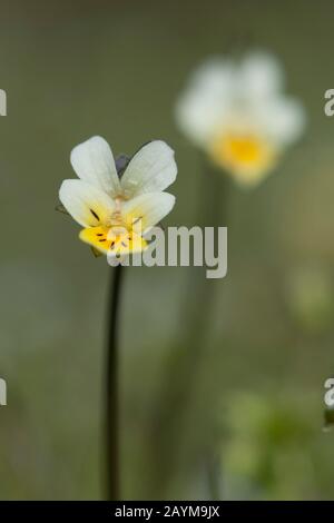 Kultivierte Pansie, Feldpansie, kleine Wildpanse (Viola arvensis), Blumen, Deutschland Stockfoto