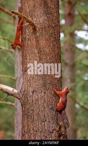 Europäisches Rothörnchen, Eurasisches Rothörnchen (Sciurus vulgaris), zwei Rothörnchen an einem Baumstamm, Seitenansicht, Schweiz Stockfoto