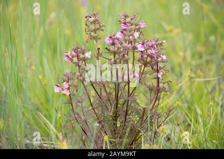 Marsh Lousewort, Red-rattle (Pedicularis palustris), Blooming, Deutschland, Bayern Stockfoto