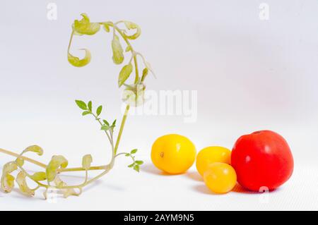 Exquisite Komposition aus roten und gelben Tomaten Stockfoto