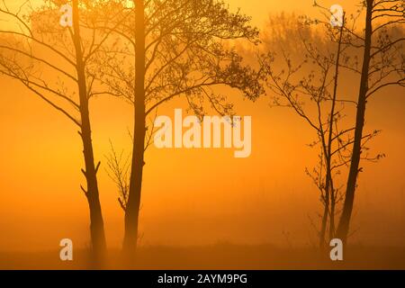 Gemeine Erle, schwarze Erle, Europäische Erle (Alnus glutinosa), Assels Naturreservat im Morgennebel im Herbst, Belgien, Ostflandern, Drongen, Assels Stockfoto