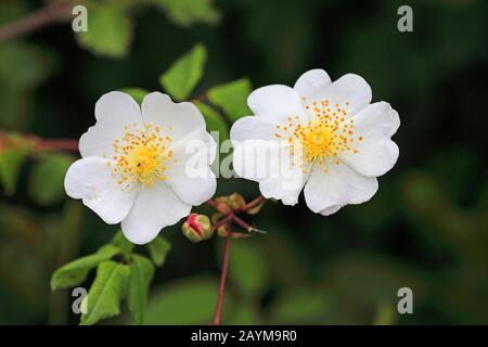 Immergrüne Rose (Rosa sempervirens), Blumen, Montenegro, Skadarsee-Nationalpark Stockfoto