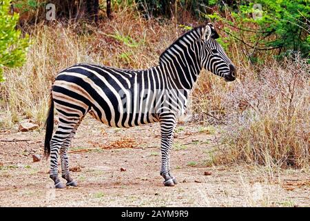 Burchells Zebra, Zebra, übliches Zebra, einfaches Zebra (Equus quagga burchelli, Equus burchelli), stehend, Südafrika Stockfoto