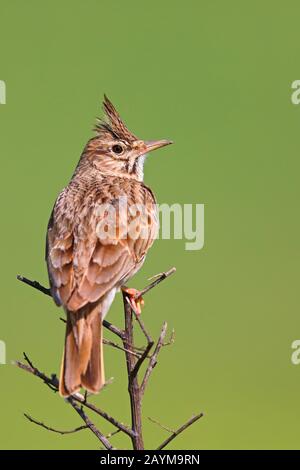 Krebse Lark (Galerida cristata), auf einem Busch, Rückansicht, Griechenland, Kerkini-See Stockfoto