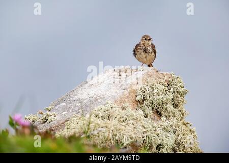 Felsenpitpit (Anthus petrosus), sitzt auf einem Stein, der mit Flechten bedeckt ist, Frankreich, Bretagne Stockfoto