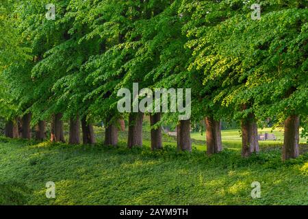 Bassholz, Linde, Linde (Tilia spec.), Linde in Ahrensburger Schlossgarten, Deutschland, Schleswig-Holstein, Ahrensburg Stockfoto