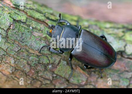 Hirschkäfler, europäischer Hirschkäfler (Lucanus cervus), weiblich, Deutschland, Nordrhein-Westfalen Stockfoto