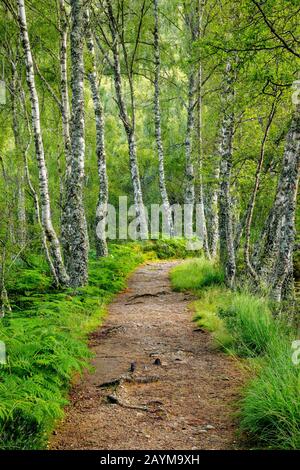 Birke (Betula spec.), Fußweg in Birkenwald, Großbritannien, Schottland, Craigellachie National Nature Reserve Stockfoto