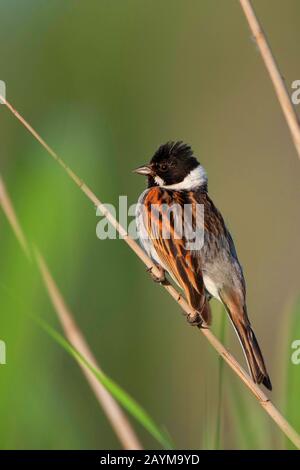 Reedbunt (Emberiza schoeniclus), männlich sitzt auf einer Schilfklinge, Belgien, Ostflandern Stockfoto