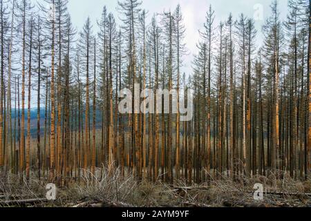 Fichtenwald am Brocken, Schäden von Rindenkäfern, Deutschland, Niedersachsen, Nationalpark Harz Stockfoto