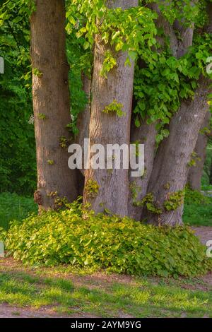 Bassholz, Linde, Linde (Tilia spec.), Blätter und Vermehrungen an den Lindenbäumen der Schlossgärten von Ahrensburg, Deutschland, Schleswig-Holstein, Ahrensburg Stockfoto