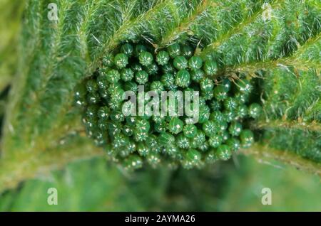 Kleine Tortoiseshell (Aglais urticae, Nymphalis urticae), Eier an einem Stachelnesselblatt, Deutschland Stockfoto