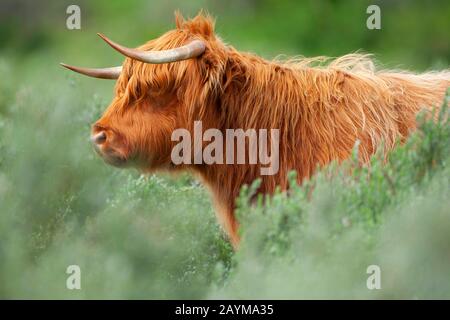 Scottish Highland Cattle, Kyloe, Highland Cow, Heelan coo (Bos primigenius f. Taurus), Portrait, Belgien, Westflandern, De Westhoek, De Panne Stockfoto