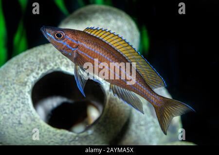 Schwarzflossen-Buntbarsch (Cyprichromis brieni, Paracyprichromis nigripinnis), im Aquarium Stockfoto