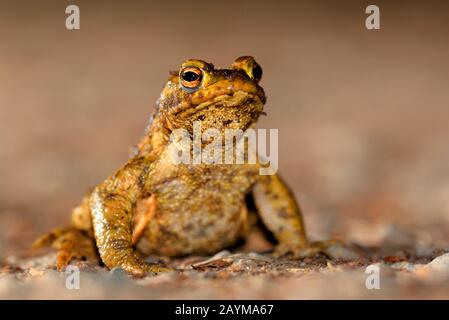 Europäische gemeine Kröte (Bufo bufo), männlich auf dem Weg zum Laichteich, Deutschland, Nordrhein-Westfalen Stockfoto