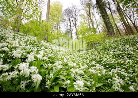 Ramson, Buchramm, wilder Knoblauch, Knoblauch mit breitem Schaft, Knoblauch aus Holz, Bärlauch (Allium ursinum), blüht in Neigebos, Belgien, Ostflandern, Neunove, Neigebos Stockfoto