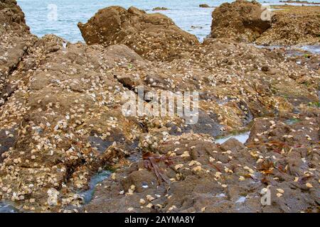 Pazifische Auster, riesige Pazifische Auster, japanische Auster (Crassostrea gigas, Crassostrea pacifica), in der Gezeitenzone, Frankreich, Pays de la Loire, Challans, Ile de Noirmoutier Stockfoto