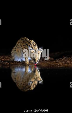 Serval (Leptailurus serval, Felis serval), trinkt nachts in einem Wasserloch, Südafrika, Kwazulu-Natal, Zimanga Game Reserve Stockfoto
