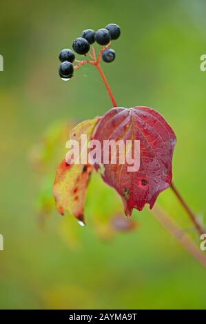 Hartriegel, Dogbeere (Cornus sanguinea), Zweig mit Herbstlaub und Früchten, Deutschland Stockfoto