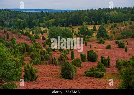 Gemeinsamer Wacholder, Bodenjuniper (Juniperus communis), Heide in der lüneburger Heide, lüneburgische Heide, Deutschland, Niedersachsen, Wilsede Stockfoto