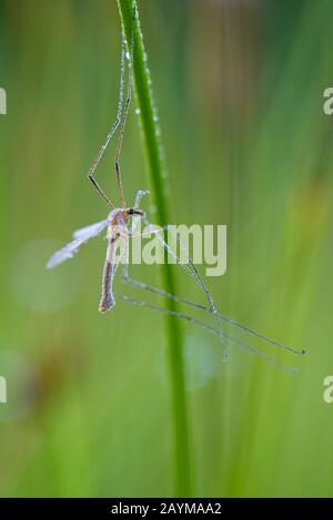 Wiese kranzartig, graue Papstlangbeine (Tipula paludosa), mit Morgentau, Deutschland, Nordrhein-Westfalen Stockfoto