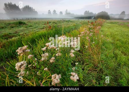 Hanfagrimonie, gewöhnliche Hanfagrimonie (Eupatorium cannabinum), die in einem Graben in Morgennebel blüht, Belgien, Ostflandern, Bourgoyen Stockfoto