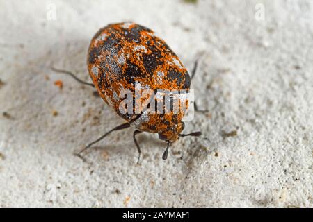 Abwechslungsreicher Teppichkäfiger (Anthrenus verbasci), auf einem Stein, Deutschland Stockfoto