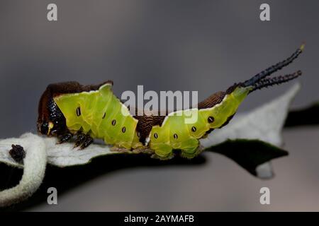 Kleiner Kater Motte, katzenartig (Cerura erminea), Raupe auf einem verwelkten Blatt, Deutschland Stockfoto