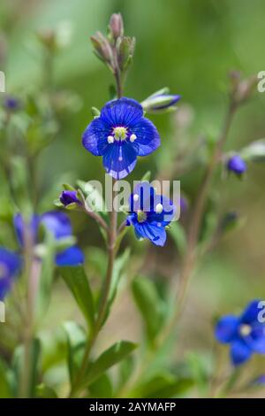 Rock Speedwell (Veronica fruticans), Blooming, Schweiz, Furkapass Stockfoto