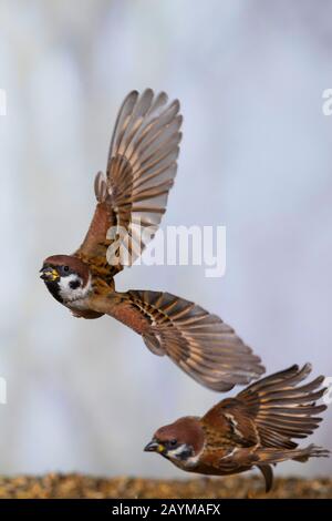 Eurasischer Baumpfeil (Passer montanus), zwei Spatzen im Flug, Deutschland Stockfoto