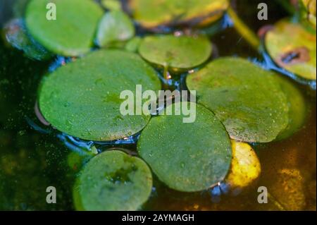 Amazonas frogbit, Südamerika frogbit (Limnobium stoloniferum, Limnobium laevigatum, Hydromystria stolonifera), Blätter Stockfoto