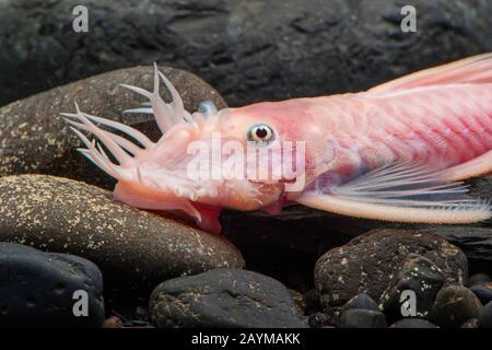 Bristol Catfish (Ancistrus Spec. Schneewittchen), Schneewittchen Stockfoto