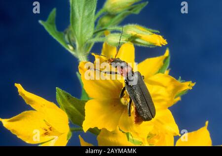 Gewöhnlicher kantharischer, häufiger Soldatenkäfer (Cantharis fusca), auf einer gelben Blume, Deutschland Stockfoto