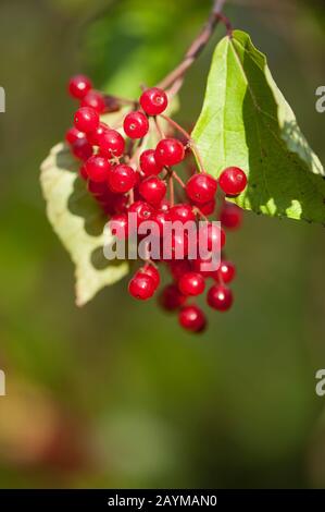 Vogelblattviburnum (Viburnum betulifolium), Früchte Stockfoto