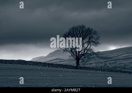 Isolierter Baum an den North York Moors mit Feldern und Trockenmauern Stockfoto