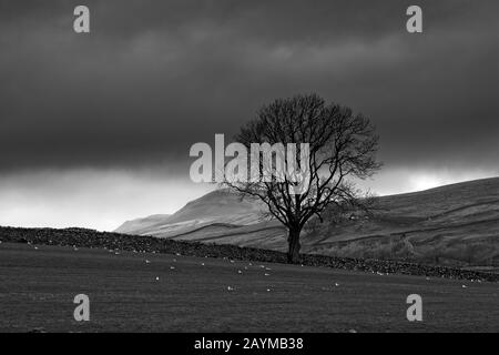 Isolierter Baum an den North York Moors mit Feldern und Trockenmauern Stockfoto