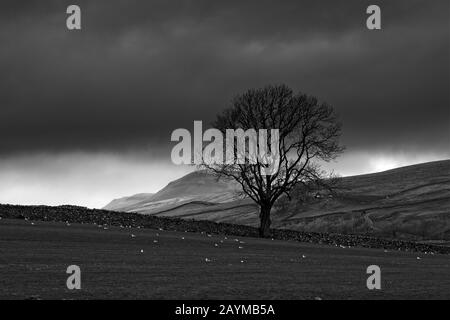 Isolierter Baum an den North York Moors mit Feldern und Trockenmauern Stockfoto