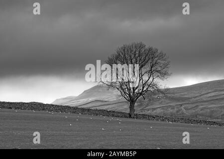 Isolierter Baum an den North York Moors mit Feldern und Trockenmauern Stockfoto