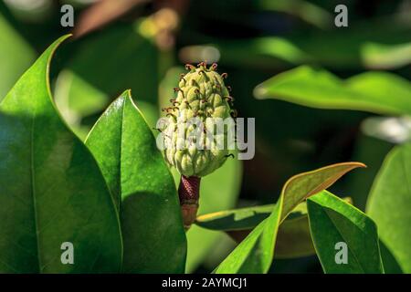 Magnolienobst und Blätter schließen sich an einem Baumzweig an sonnigen Tagen Stockfoto