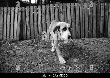 Traurige Mastiff Hunde auf dem Feld, Tieraufgabe Stockfoto