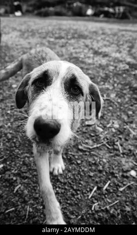 Traurige Mastiff Hunde auf dem Feld, Tieraufgabe Stockfoto