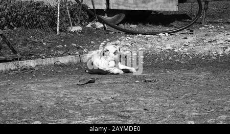 Traurige Mastiff Hunde auf dem Feld, Tieraufgabe Stockfoto