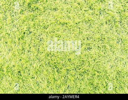 PVC-Gras wird auf Sportplätzen für Fußball und Fußball verwendet. Versperrte Kunstrasenuntergrund Stockfoto