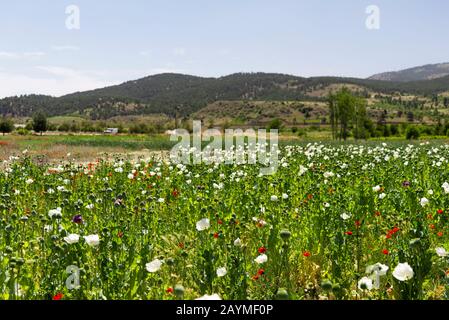 Nahaufnahme von Opium Poppies auf dem Feld mit Blumen. Stockfoto