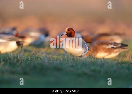 Erwachsene drake/männlich Eurasian Wigeon oder Widgeon (Mareca penelope, früher Anas) Ente, die im Winter in Norfolk, Großbritannien, füttern/weiden Stockfoto