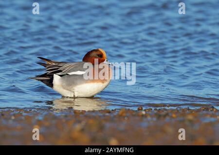 Erwachsene drake/männlich Eurasian Wigeon oder Widgeon (Mareca penelope, früher Anas) füttern/weiden im Winter in Norfolk, Großbritannien Stockfoto